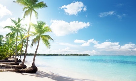 palms and Caribbean beachの写真素材