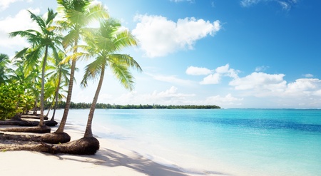 palms and Caribbean beachの写真素材