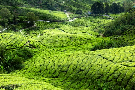 Tea plantation Cameron highlands, Malaysiaの写真素材