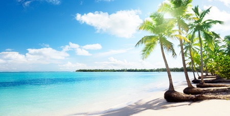 palms and Caribbean beachの写真素材