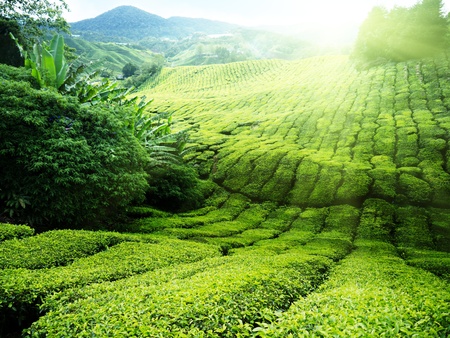 Tea plantation Cameron highlands, Malaysiaの写真素材