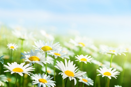 field of daisy flowersの写真素材