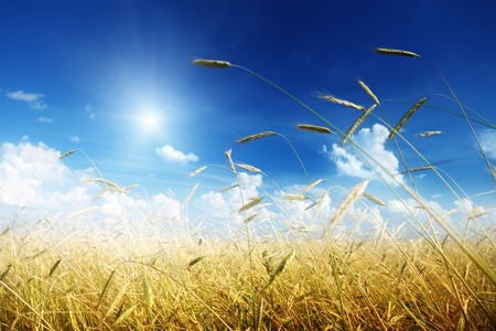 field of rye and sunny dayの写真素材