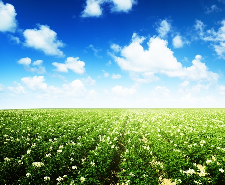 potatos field and sunny summer dayの写真素材
