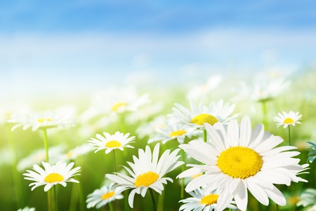 field of daisy flowersの写真素材