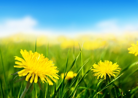 Field of spring flowers and perfect sunny dayの写真素材