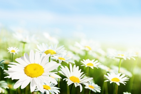 field of daisy flowersの写真素材