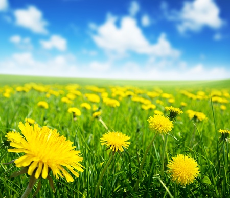 Field of spring flowers and perfect sunny dayの写真素材