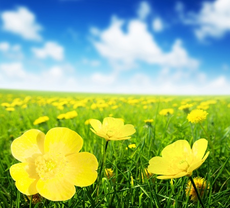 Field of spring flowers and perfect sunny dayの写真素材