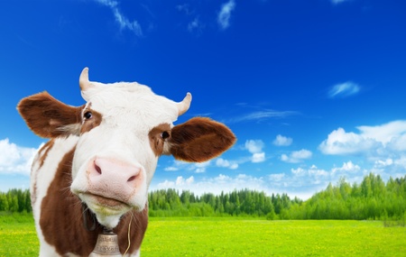 cow and field of fresh grass cow and field of fresh grass