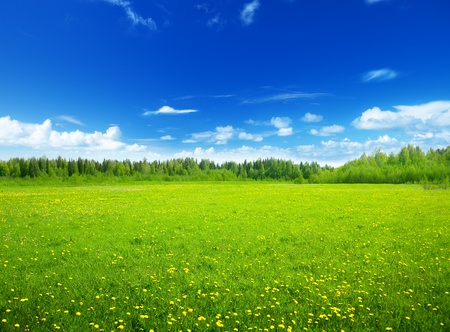 field of spring flowers and perfect skyの写真素材