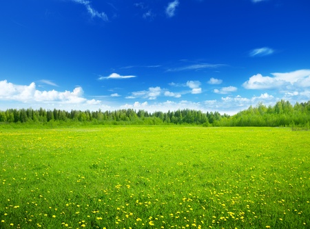 field of spring flowers and perfect sky