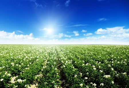 potatos field and sunny summer dayの写真素材