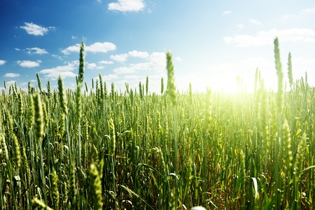 field of rye and sunny dayの写真素材