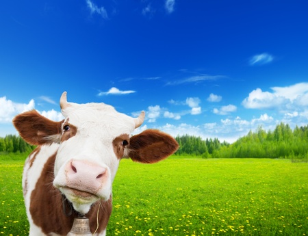cow and field of fresh grassの写真素材