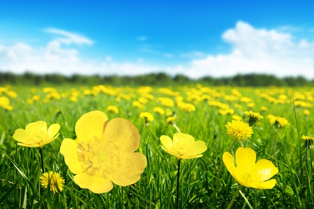 Field of spring flowers and perfect sunny dayの写真素材