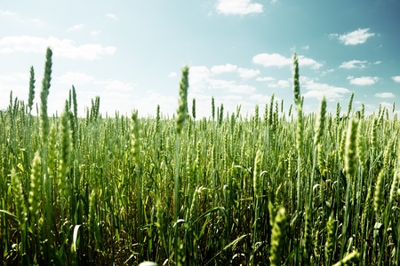 field of rye and sunny dayの写真素材