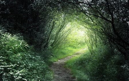 way in deep forestの写真素材