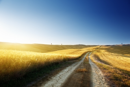 ground road on field in Tuscany, italy at sunset timeの写真素材