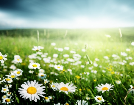 field of daisy flowersの写真素材