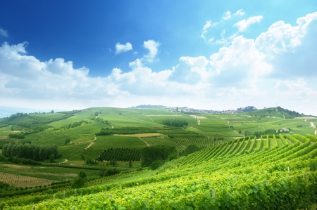 vineyards in Piedmont, Italyの写真素材