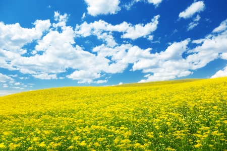 field with yellow flowers and blue sky Tuscany, Italy の写真素材