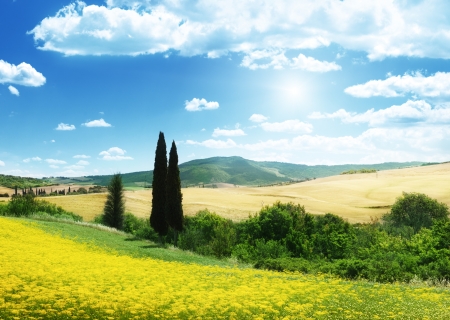 field of yellow flowers Tuscany, Italy の写真素材