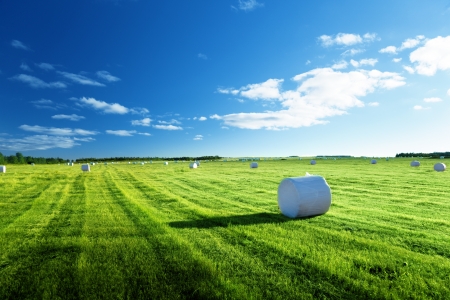 field of harvested grass, north of Russiaの写真素材