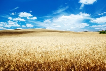 hills of barley in Tuscany, Italyの写真素材