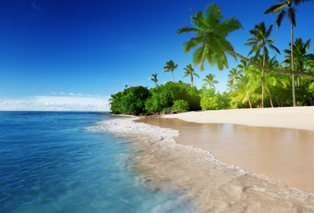 caribbean sea and palmsの写真素材