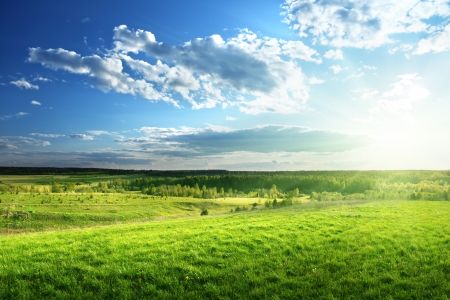 field of spring grass and forestの写真素材