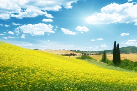 field of yellow flowers Tuscany, Italy の写真素材