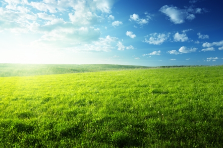 field of spring grass and forestの写真素材