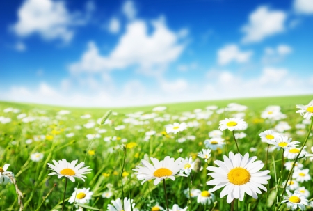 field of daisy flowersの写真素材