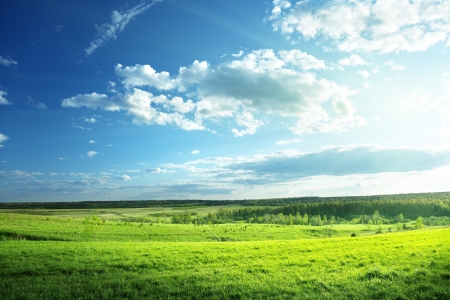field of spring grass and forestの写真素材