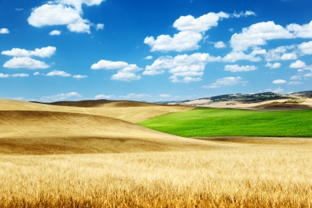 barley  hills Tuscany, Italyの写真素材