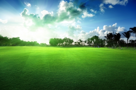 field of spring grass in sunset timeの写真素材