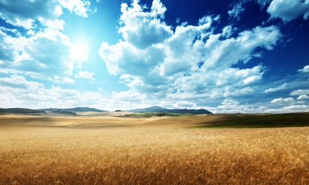 barley  hills Tuscany, Italyの写真素材
