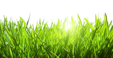 green grass isolated on white green grass isolated on white