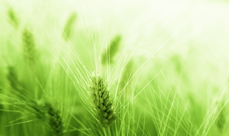 Wheat field の写真素材