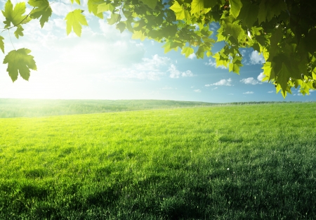 field of spring grass and forestの写真素材