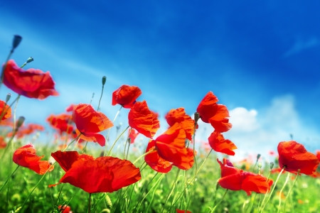 Poppy flowers on field and sunny dayの写真素材