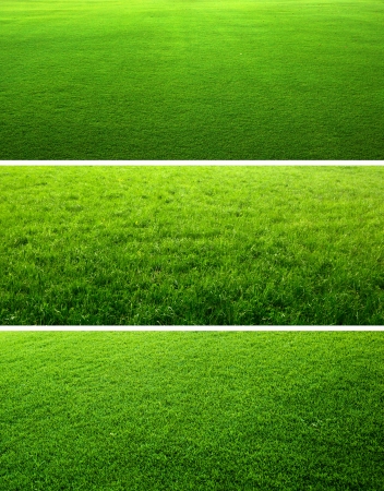 Green grass backgroundsの写真素材