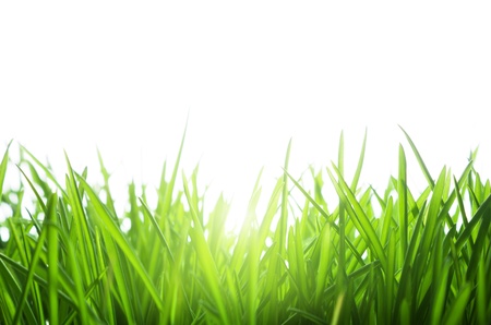green grass isolated on whiteの写真素材