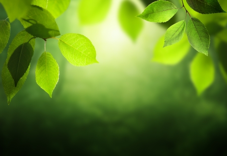 Spring forest  backgroundの写真素材