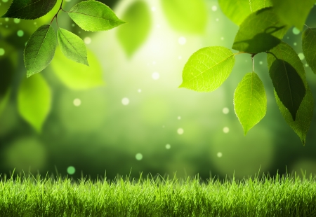 Spring forest  backgroundの写真素材