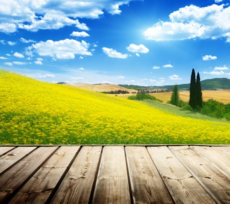 field of yellow flowers Tuscany, Italy の写真素材