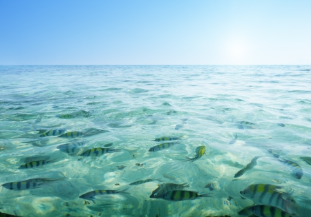 tropical fishes in Krabi province, Thailandの写真素材