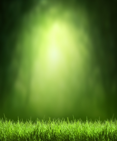 Spring forest  backgroundの写真素材
