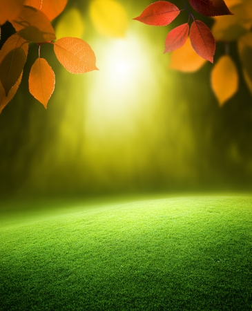 Autumn forest  backgroundの写真素材